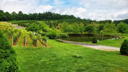 Partial view of the vines & pond.