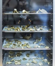 Mushrooms drying.  Image: Courtesy AgriFacture