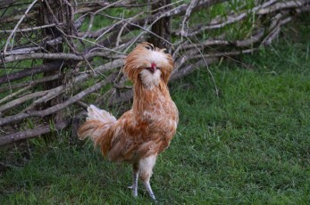 Proud Polish Rooster