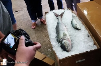 fresh caught fish packed in ice for shipping North