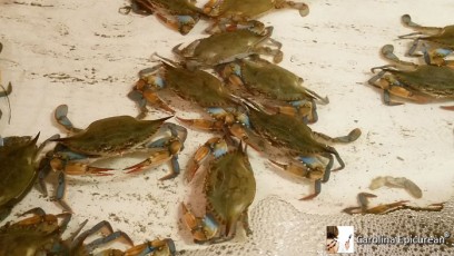 crabs molting, leaving their exoskeleton behind in the shedding shed