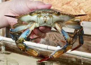 crab face