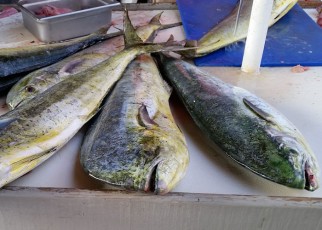 fresh caught tuna