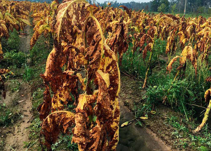 Tobacco Field damaged by Hurricane Florence