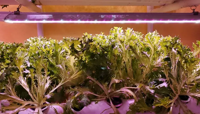 Stump Farms