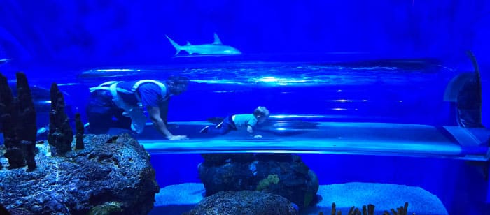 Ripley's Aquarium of Canada in Toronto, Ontario