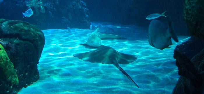 Ripley's Aquarium of Canada in Toronto, Ontario