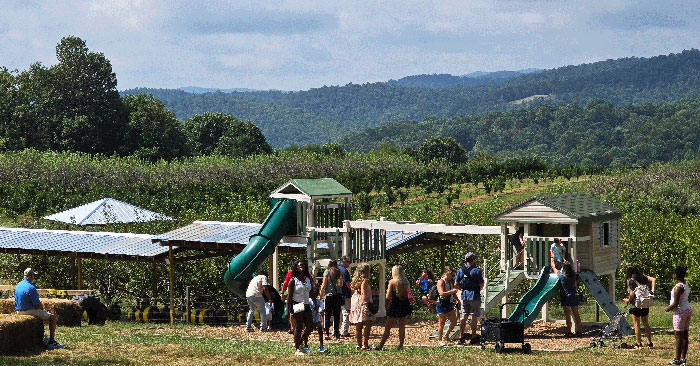 Sky Top Orchard